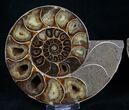 Beautiful Desmoceras Ammonite - Thick #8383-2